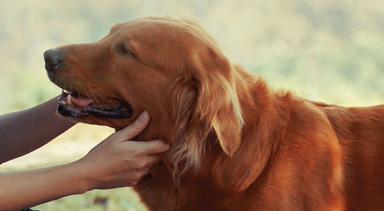 mishpacha image mishpacha image