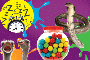 snake clock gum