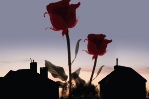 roses mishpacha magazine