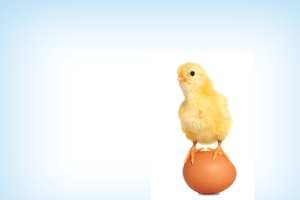chick on egg