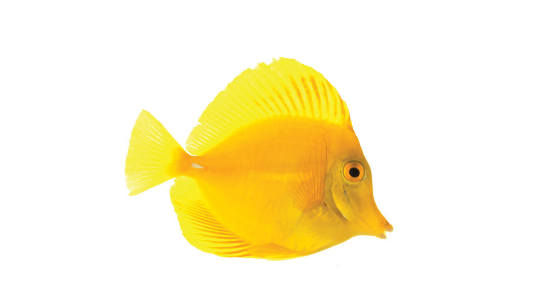 neon yellow fish