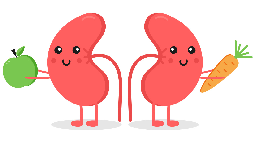 kidney clip art