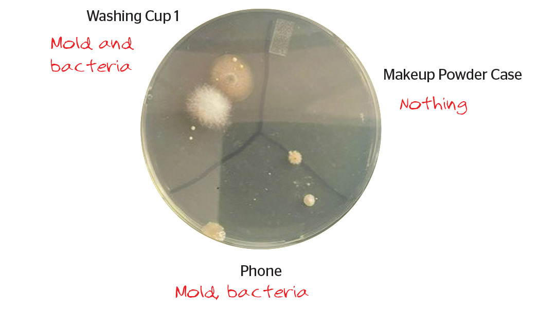 Your Kitchen Sponge Is a Better Home for Bacteria Than a Petri