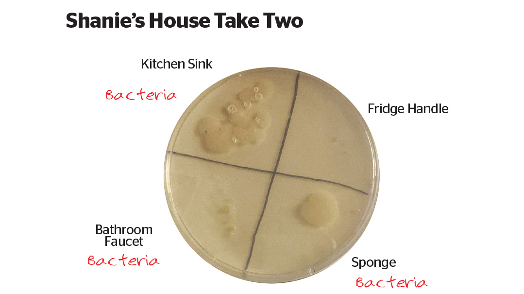 Your Kitchen Sponge Is a Better Home for Bacteria Than a Petri